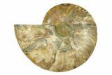 Cut & Polished Ammonite Fossil (Half) - Madagascar #283403-1